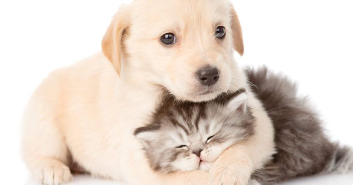 Costco Pet Insurance for Seniors: A Practical Guide to Coverage, Costs, and Smart Plan Selection