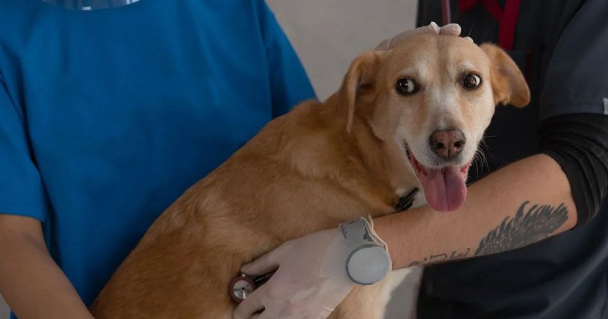 State Farm Pet Insurance Explained: A Practical Guide to Coverage, Quotes, and Cost Factors in the U.S.