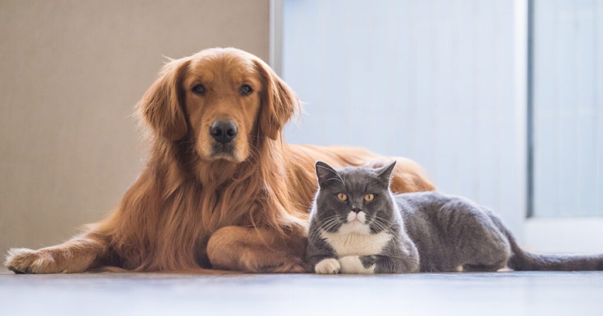 Pet Insurance for Senior Pets in the US: Coverage Options, Costs, and What to Compare