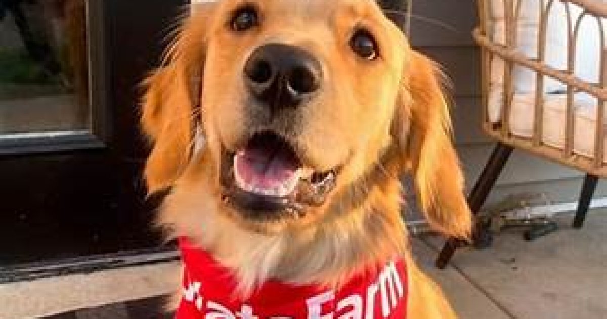 State Farm Pet Insurance Explained: A Practical Guide to Coverage, Dog Insurance Price, and Quote Factors in the U.S.