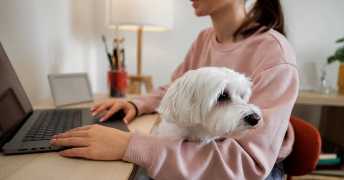 How Much Does Pet Insurance Cost for Dogs? A Complete Guide for Pet Owners