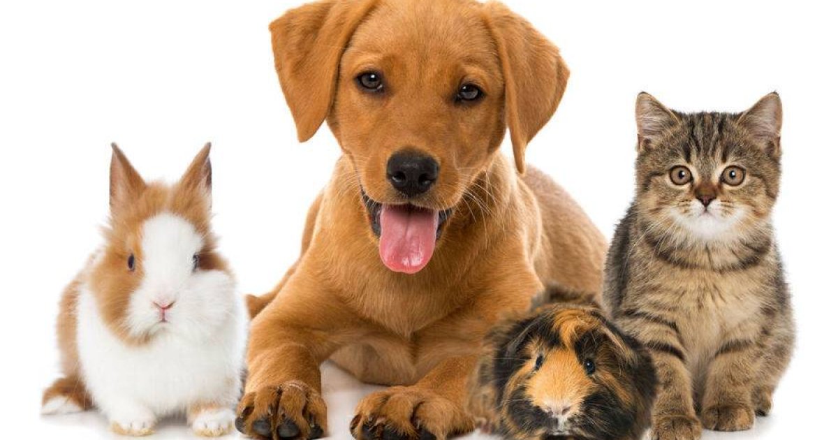 Best Pet Insurance for Seniors: Smart Coverage Choices for Fixed Incomes