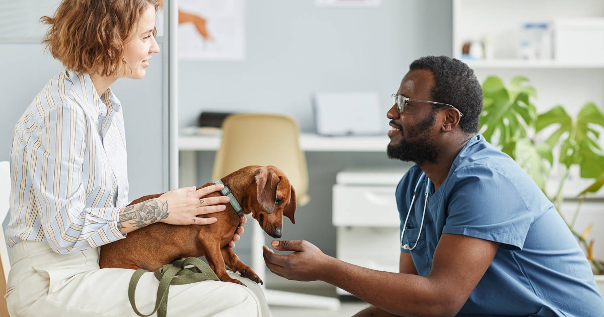 Pet Insurance and Local Assistance Programs: Making Pet Care More Affordable in the U.S.