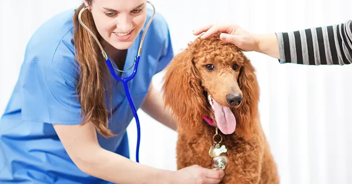 Affordable Pet Insurance Plans: A Practical Guide to Comparing Coverage, Costs, and Policy Options