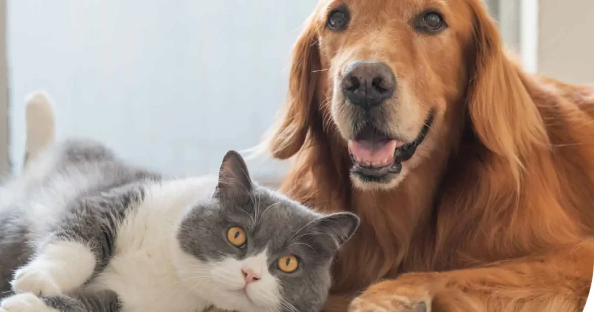 Best Pet Insurance for Seniors: Quotes, Coverage & Cost Guide (2026)