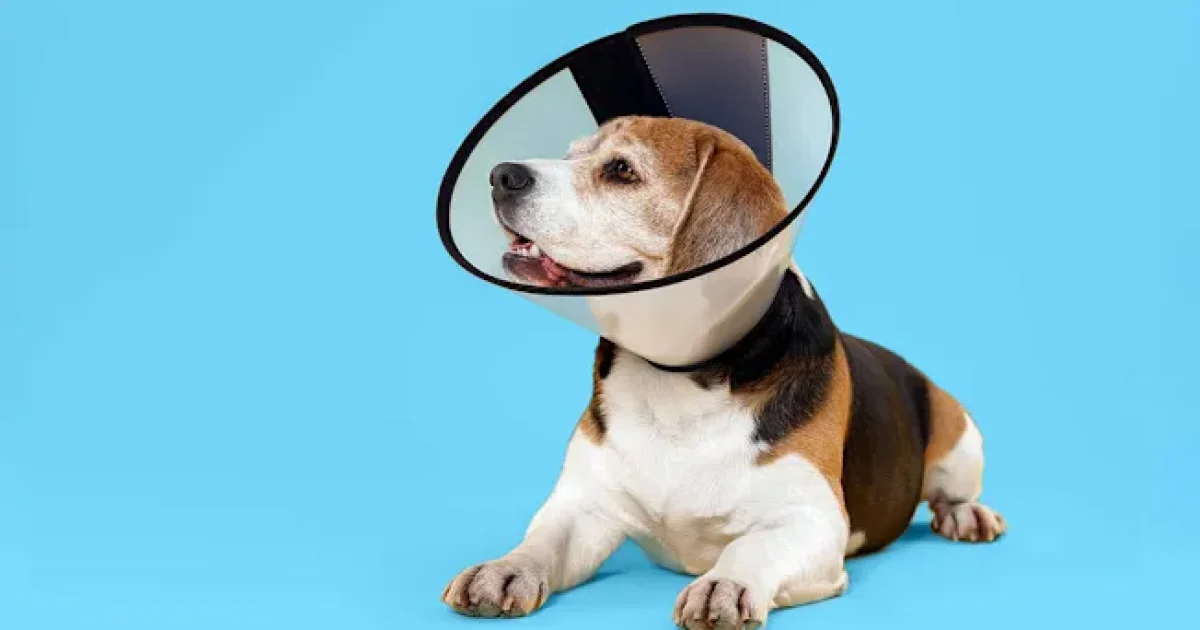 Sam’s Club Pet Insurance: A Practical Guide to Coverage, Prices, and Multi-Pet Options in the U.S.