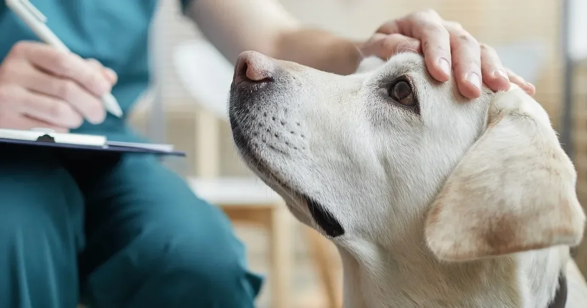 Understanding Pet Insurance in the United States: Costs, Coverage Options, and Multi-Pet Plans
