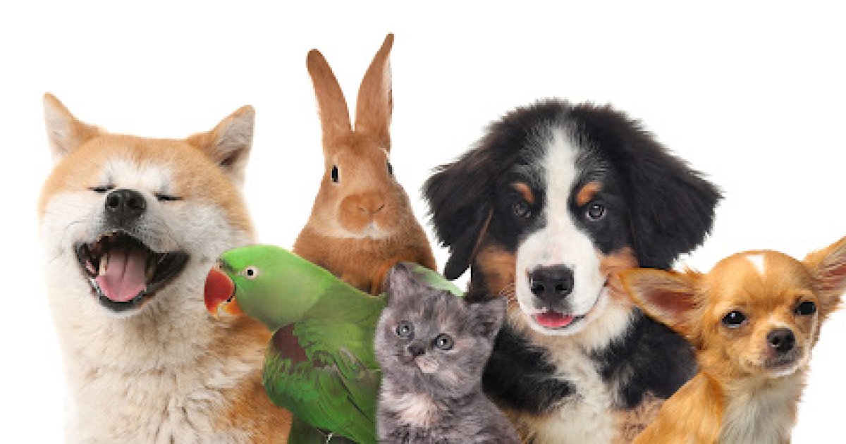 Top Rated Pet Insurance of 2025 | Best Plans & Quotes
