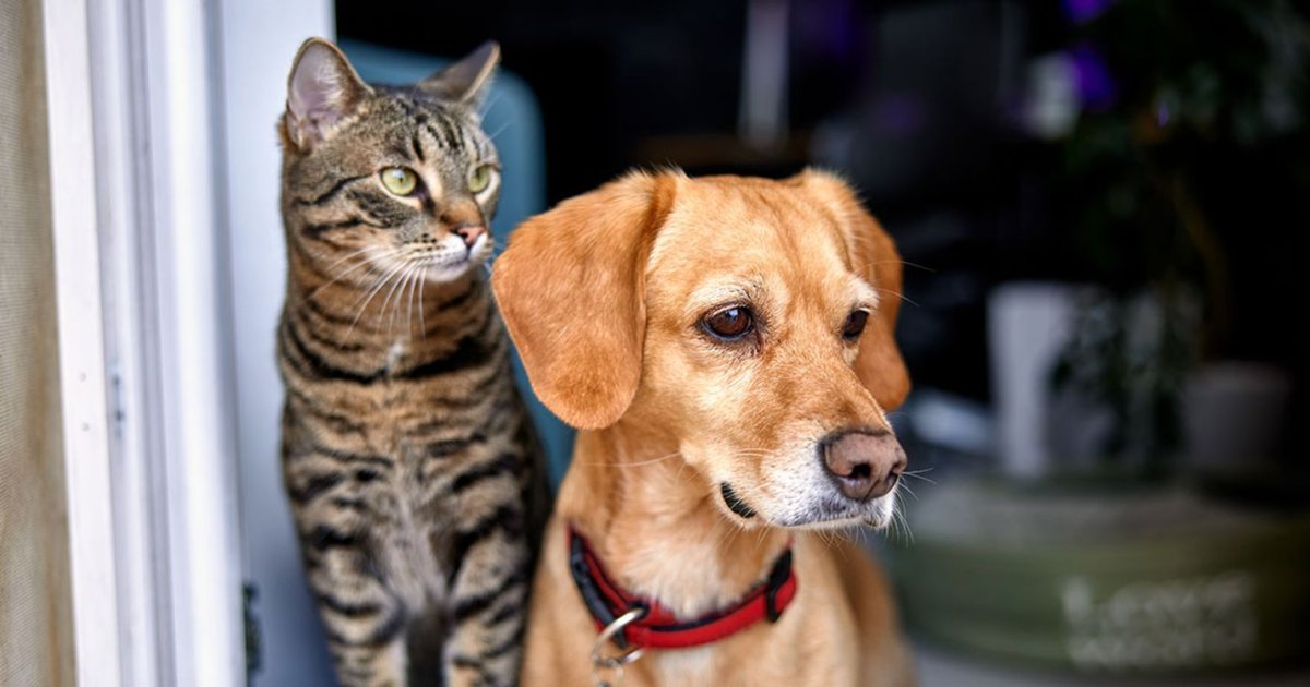 Walmart & Costco Pet Insurance: Trusted, Budget-Friendly Coverage for Dogs and Cats