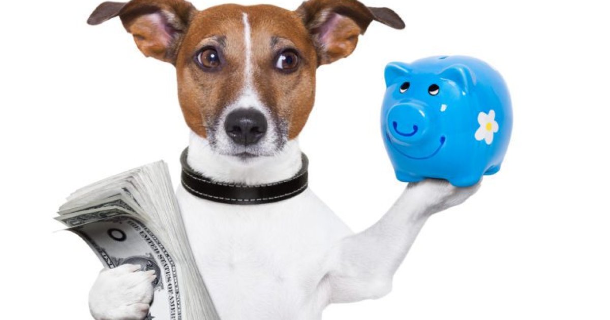 Walmart and Costco Dog & Cat Insurance: Practical Coverage Designed for Real U.S. Pet Owners