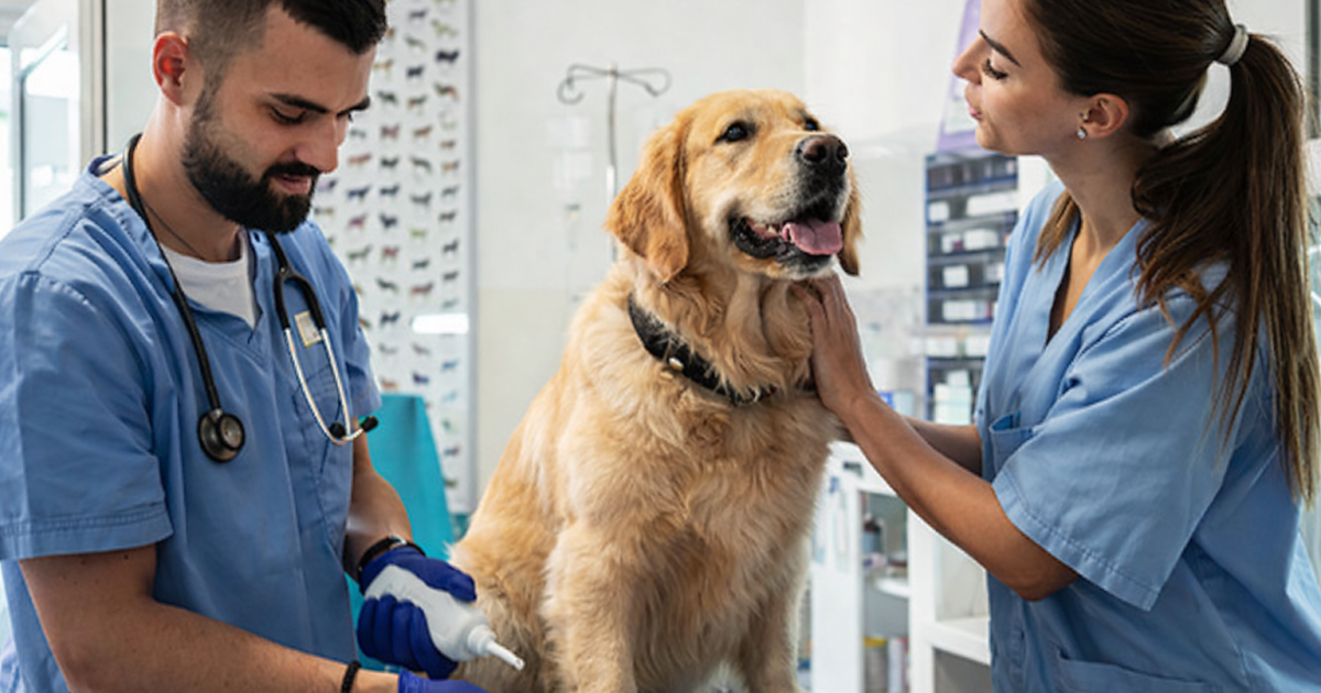 State Farm Pet Insurance in 2026: Dog and Cat Coverage, Costs, and Senior Pet Options