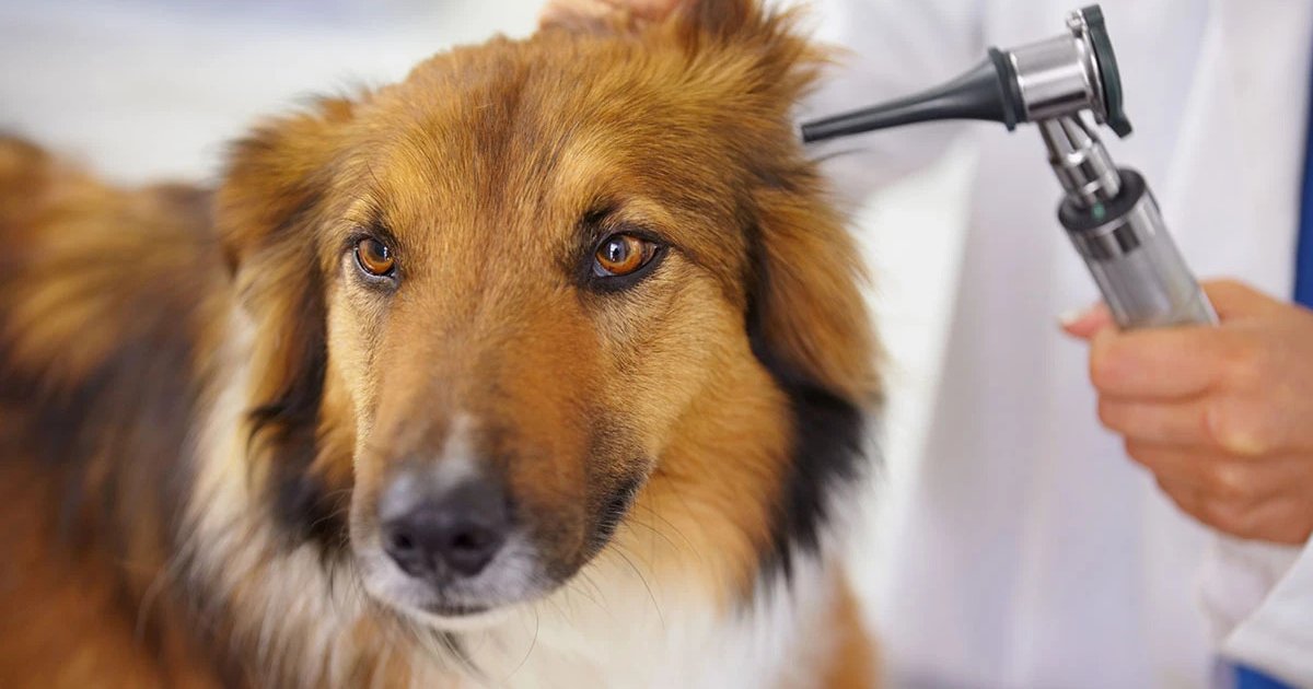 Compare Pet Insurance Companies in the US – Reviews and Key Insights