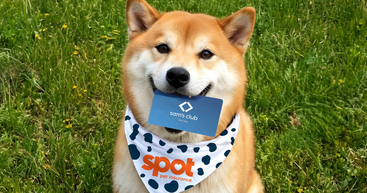 Sam’s Club Pet Insurance: A Practical U.S. Guide to Coverage, Pricing, Senior Pets, and Multi-Pet Value