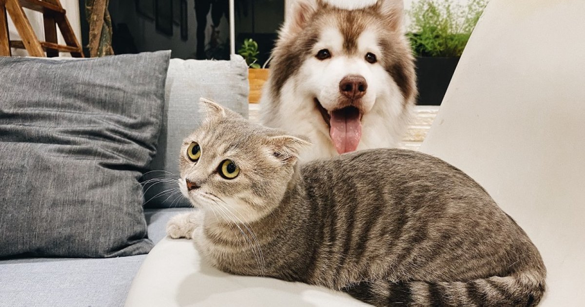 Pet Insurance in the U.S.: A Practical Guide to Coverage, Costs, and How to Compare Options