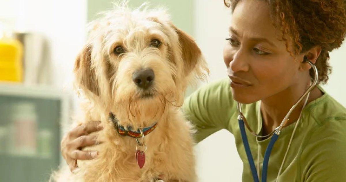Cheapest Pet Insurance Companies (2025 Guide)