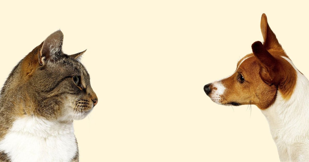 Sam’s Club Pet Insurance in the U.S.: A Practical Guide to Prices, Multi-Pet Coverage, and What to Compare