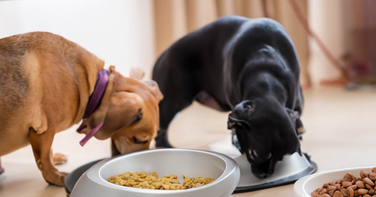 Pet Food Assistance Programs in the U.S.: A Practical Guide for Seniors and Households Seeking Help