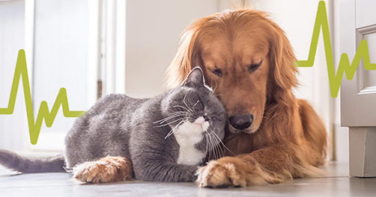 Walmart & Costco Pet Insurance: Affordable, Trusted Coverage for Dogs, Cats, and Seniors