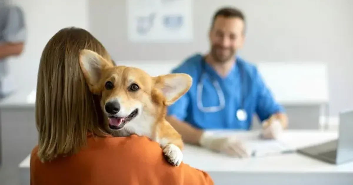 Pet Insurance and Community Support: A Smarter Way to Afford Quality Pet Car