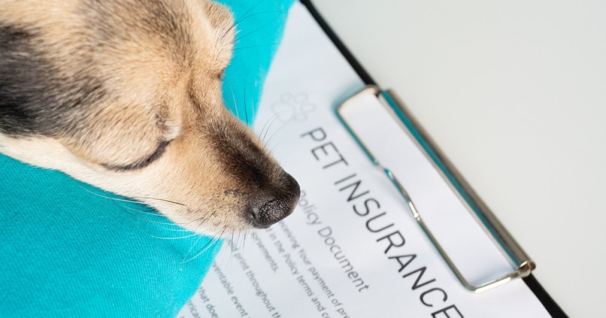 Pet Insurance in the U.S.: A Practical May 2026 Guide to Coverage, Prices, Pet Types, and Age-Based Comparison