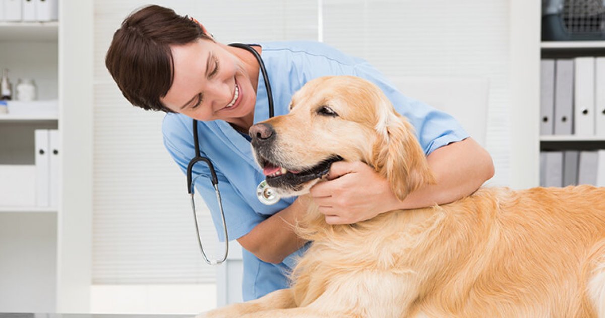 Costco Members Have Access to Figo Pet Insurance Options