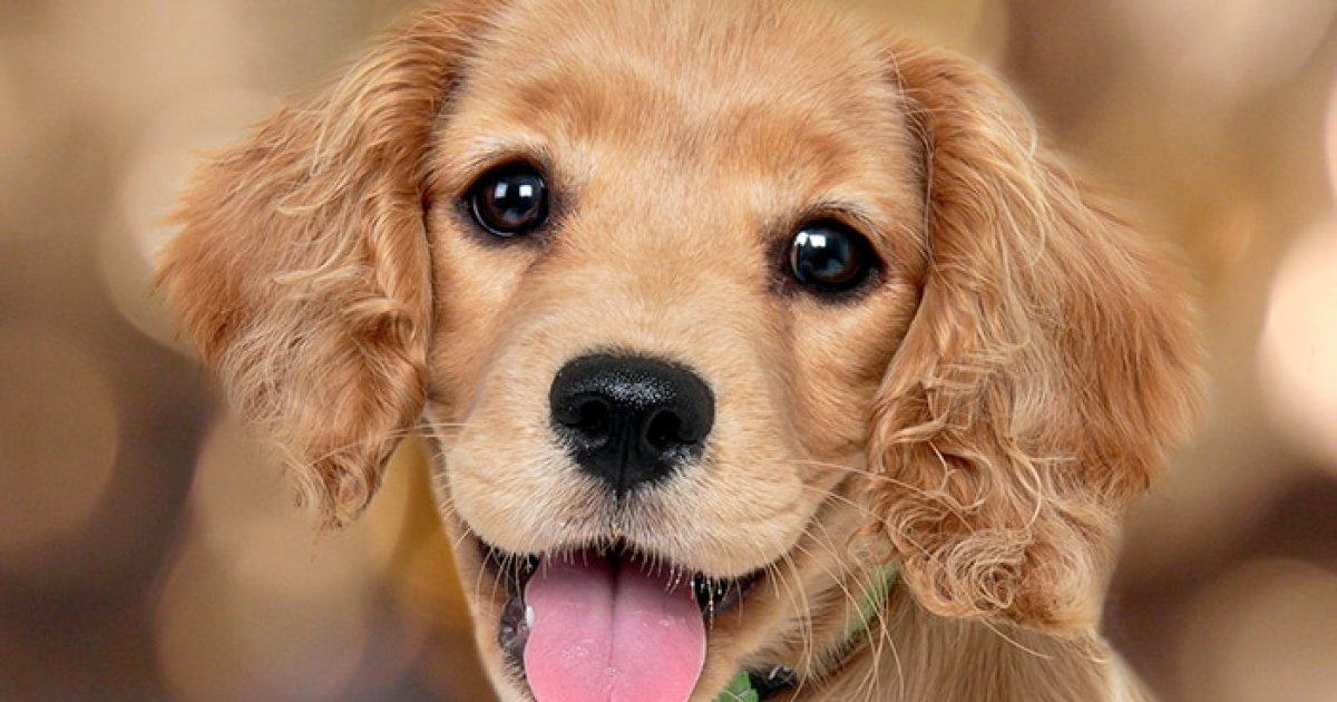 Affordable Pet Insurance for Seniors: A Practical Guide to Protecting Your Pet and Your Budget
