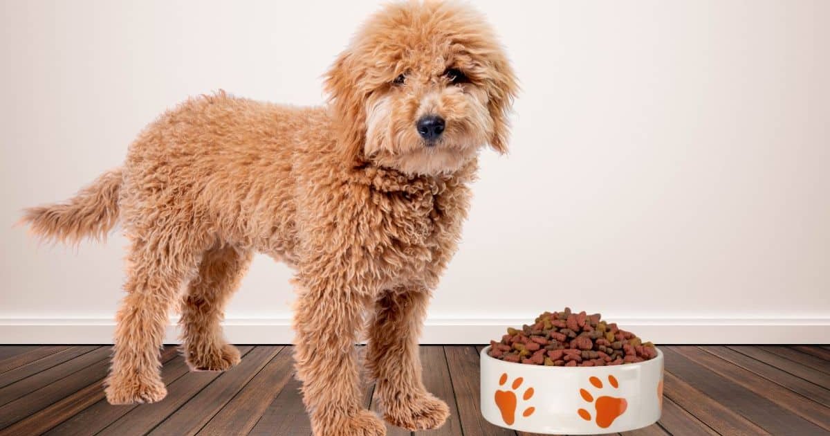 Best Fresh Dog Food: Why It’s Changing the Way We Feed Our Pets