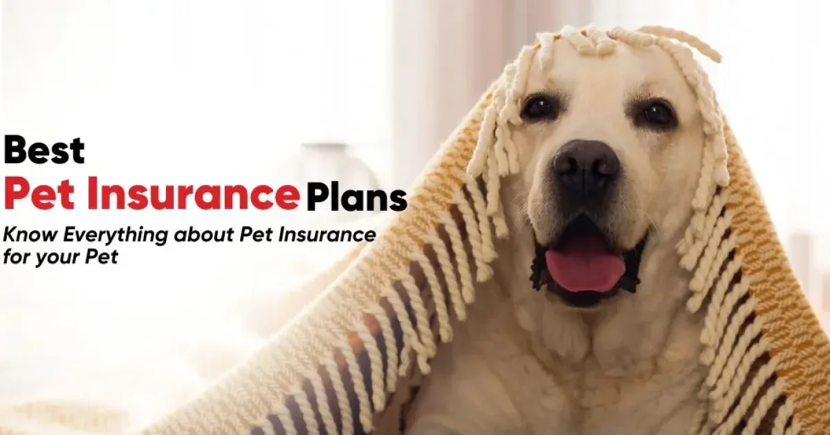 Government-supported pet assistance program: A Lifesaver for Seniors and Low-Income Families