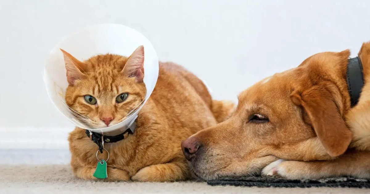 Affordable Pet Insurance Plans for Cats in the US: A Complete 2025 Guide