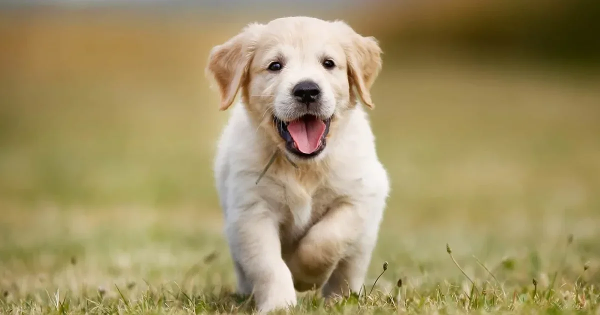Affordable Pet Care: Smart Ways to Combine Insurance and Community Support