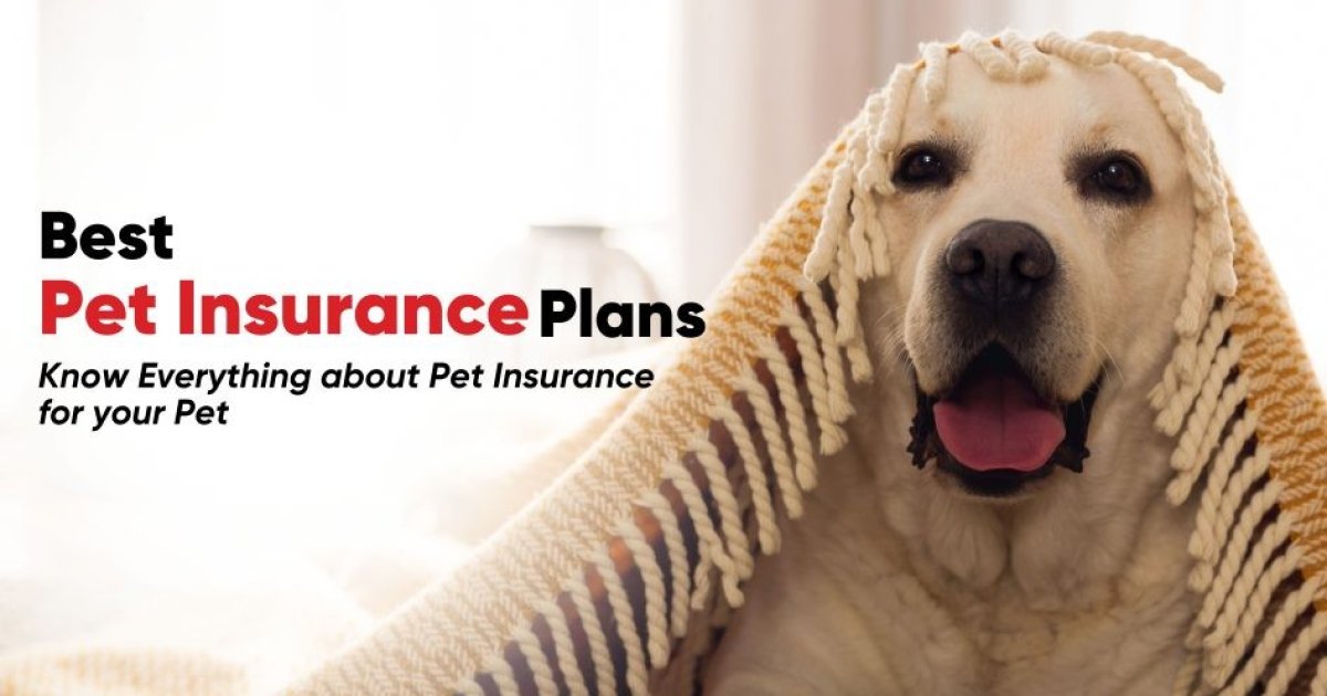 Pet Insurance in the US: A Practical Guide to Protecting Your Dog or Cat