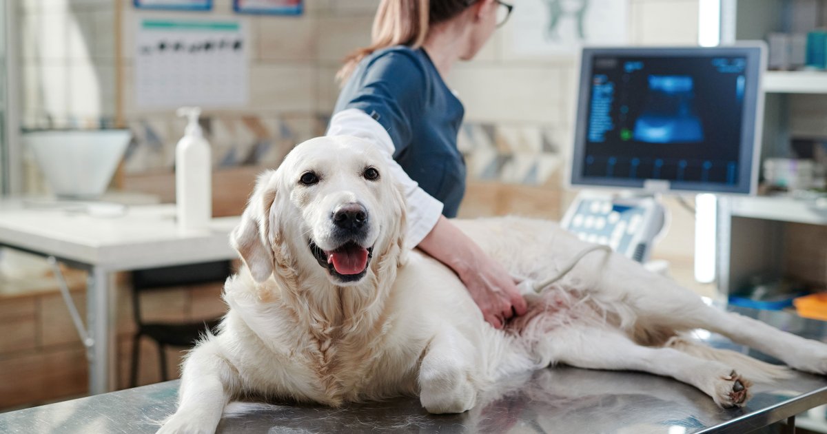 Affordable Pet Care with Costco and Walmart: Combining Pet Insurance and Community Support Programs