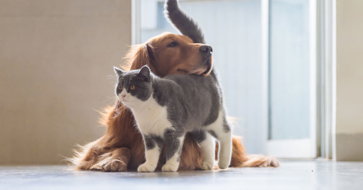 Dog and Cat Insurance in the U.S.: A Practical Guide to Pet Insurance, Quotes, Coverage, and Cost Factors