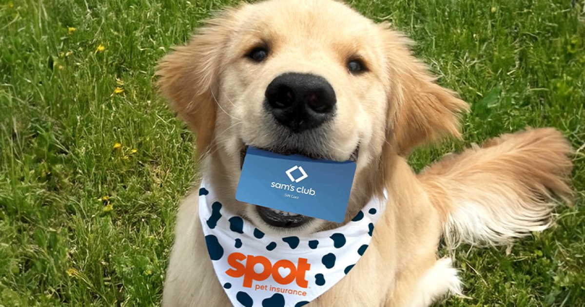 Sam’s Club Pet Insurance: A Practical Guide to a New Member Perk for Your Pets