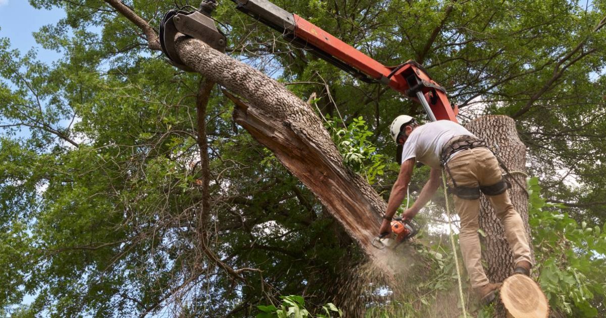 A Senior’s Guide to Choosing the Best and Most Affordable Local Tree Removal Services
