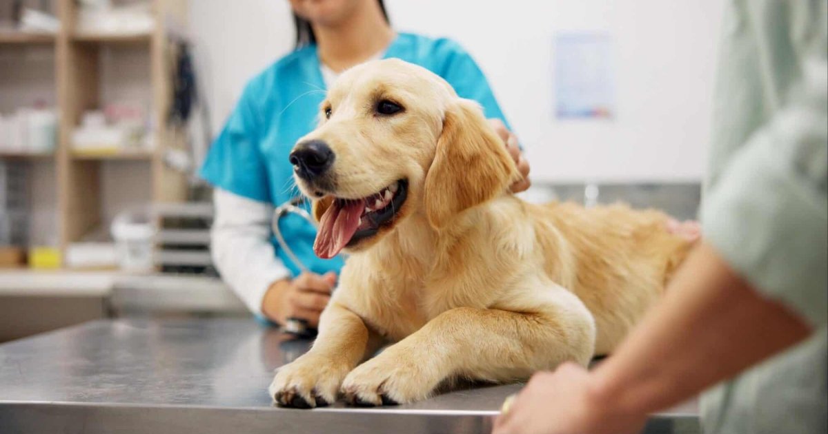 Walmart Dog Insurance Guide 2025: Best Pet Insurance for Dogs That’s Affordable & Trusted