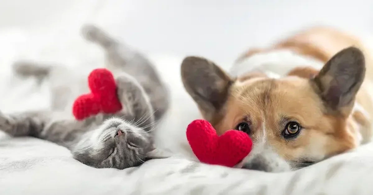 Peace of Mind for Seniors Choosing the Right Pet Insurance for Reliable Veterinary Care