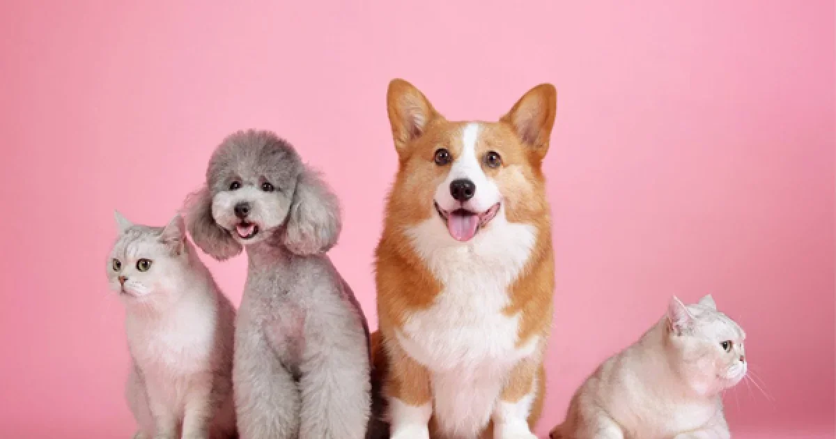 Find the Best Dog Spa Near You | Local Grooming & Pampering Services