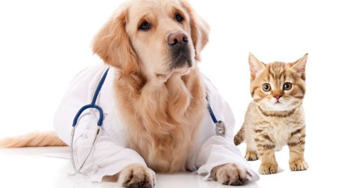 Sam’s Club Pet Insurance: A Practical Guide to Coverage, Costs, and Multi-Pet Options