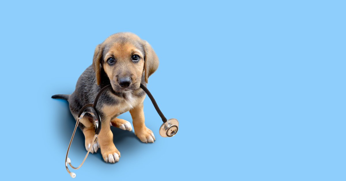 Pet Care Made Easy: Low-Cost Pet Insurance and Community Support Programs Across the U.S.