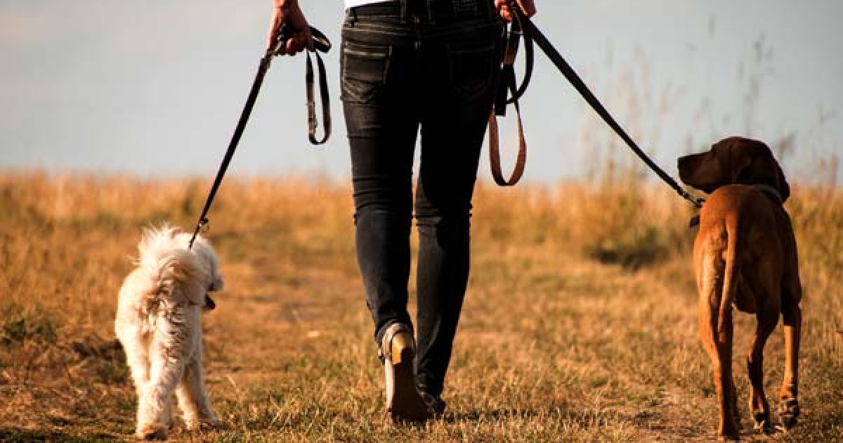 A 2026 Guide to Dog Walking Jobs in the USA: How to Get Started, What to Expect, and How to Compare Options