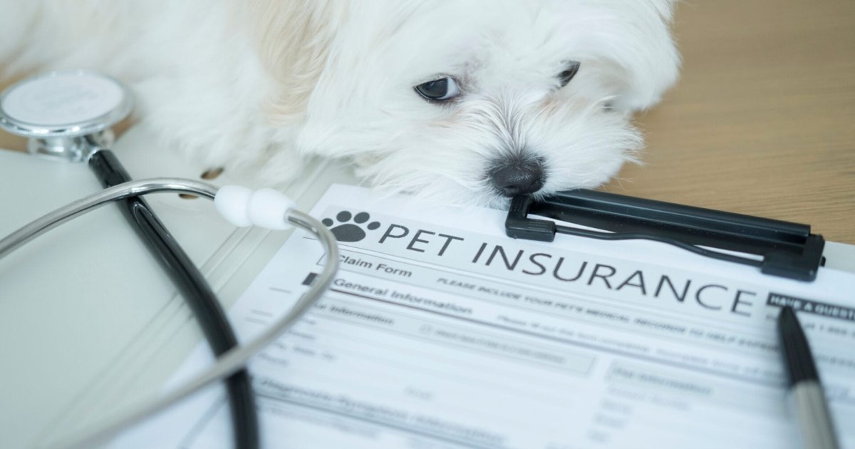 Pet Insurance plans 2026: A Smarter Guide to Protecting Dogs and Cats