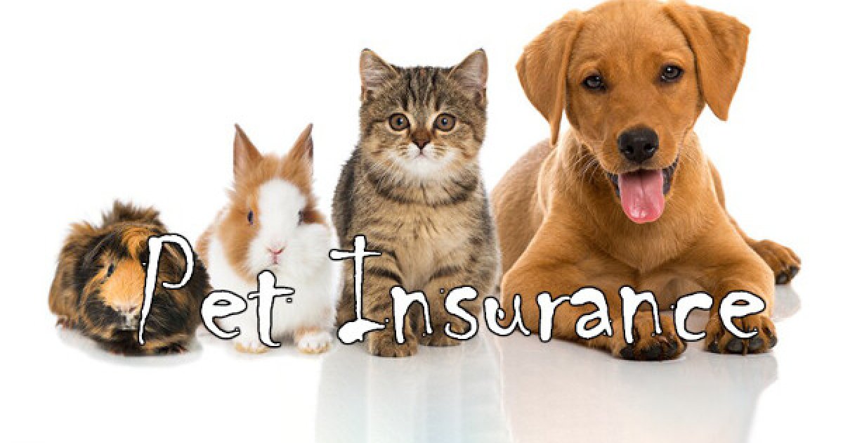 Pet Insurance for Seniors: A Practical Guide to Affordable Protection for Your Beloved Pets