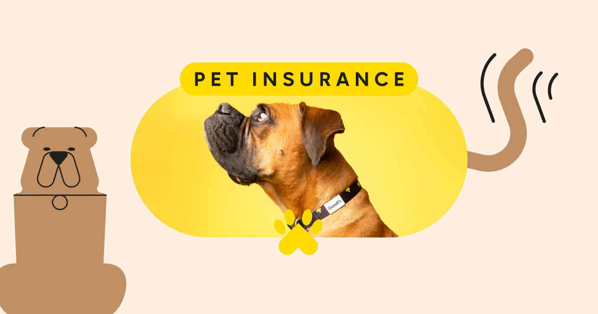 Sam’s Club Pet Insurance Explained: A Practical Guide to Coverage, Dog Insurance Costs, and Member-Related Options in the U.S.
