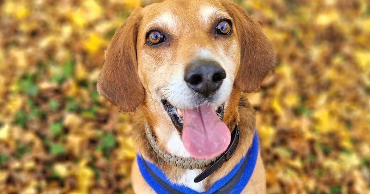 Everything You Need to Know About Simparica Trio for Dogs