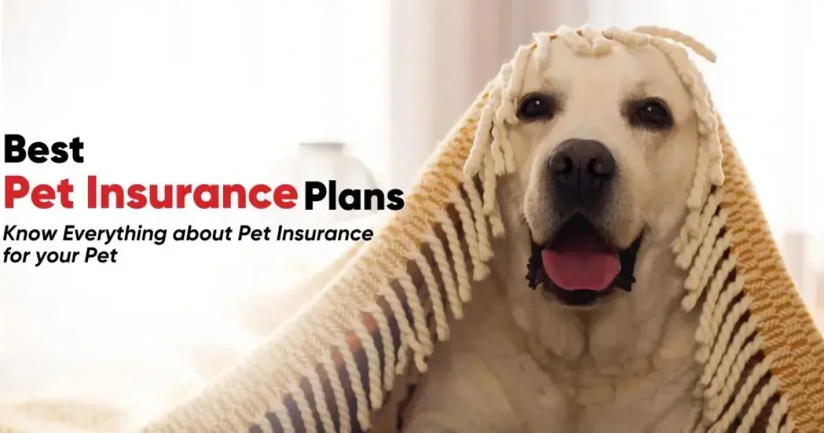 Affordable Pet Wellness Plan: Seamlessly Combining Insurance and Community Care in the U.S.A.