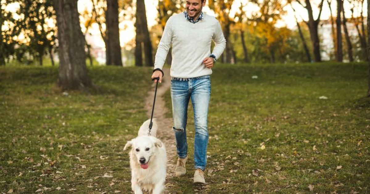 Dog Walking Jobs in the USA: A Complete 2026 Guide for Beginners