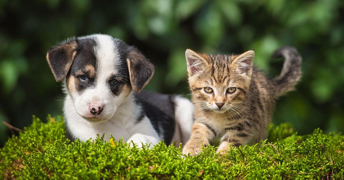 Best Pet Insurance for Puppies: A Complete Guide for New Pet Owners