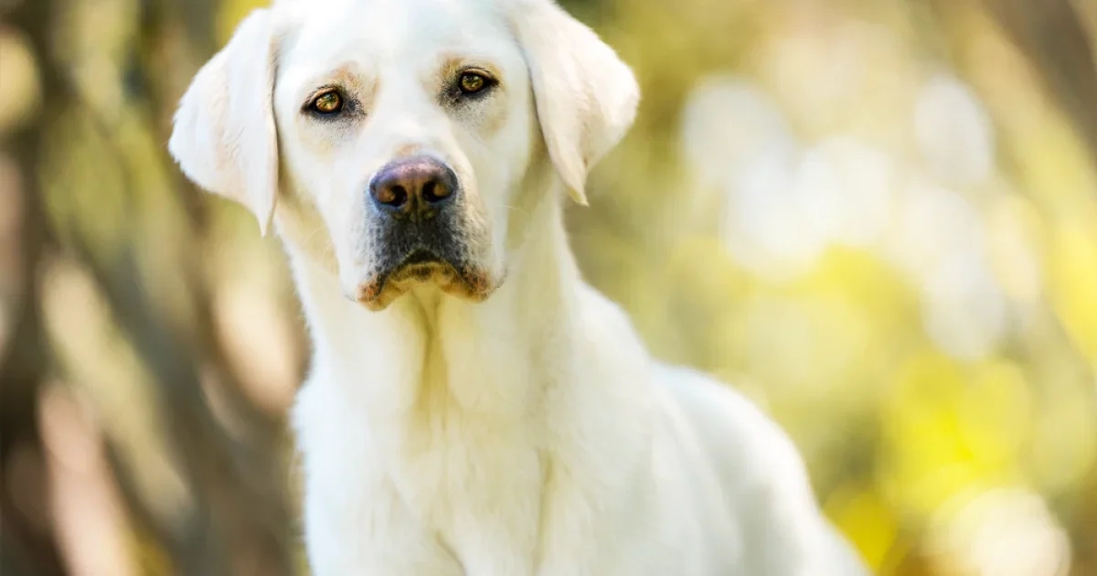 Affordable Dog Wellness Plans: Combining Insurance and Community Care in the U.S.A.