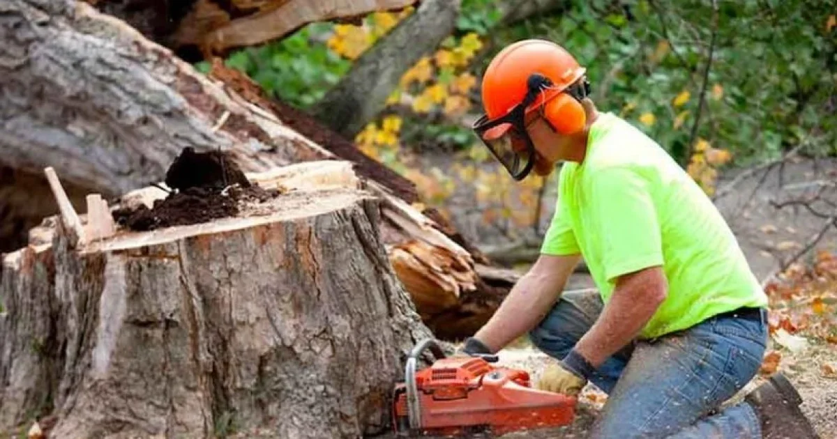 TREE REMOVAL IN CANADA: A COMPLETE GUIDE FOR HOMEOWNERS